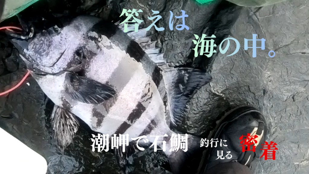 石鯛サムネ