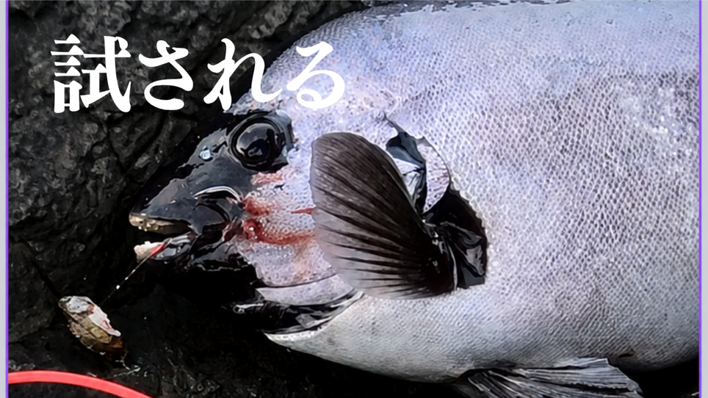 石鯛